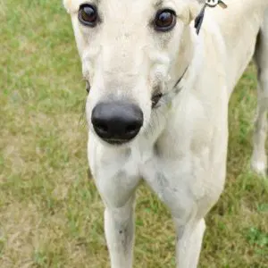 Five Point Oh - Greyhound