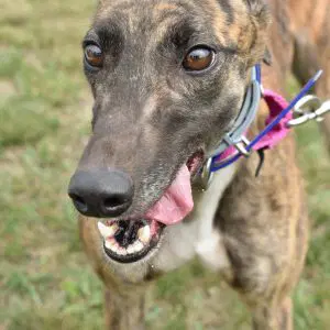 Jsp Won More Day - Greyhound