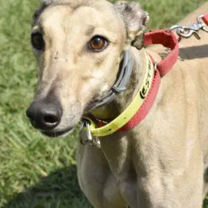 Euripides - Greyhound