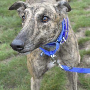 Kissed Da Teacher, Greyhound