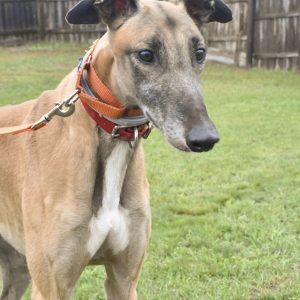 CET TEDDY, a dog for adoption from Allies for Greyhounds of West Michigan