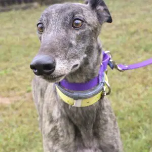 Dd Rubicon - Greyhound