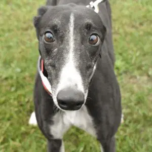 Skippy Da Doo Da - Greyhound