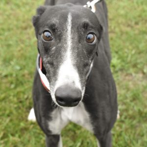 SKIPPY DA DOO DA, a dog for adoption from Allies for Greyhounds of West Michigan