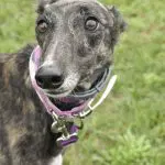 Arroyo Megan - Greyhound
