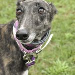 ARROYO MEGAN, a dog for adoption from Allies for Greyhounds of West Michigan