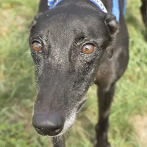 Worlds Collide - Greyhound