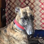 SUPER RUNNING, a dog for adoption from Allies for Greyhounds of West Michigan