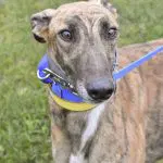 Tnt Mega Man - Greyhound