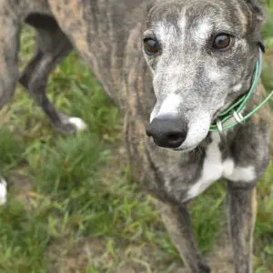 Jsp Fergies Folly - Greyhound