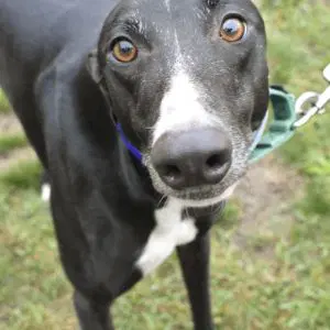 Superstition - Greyhound