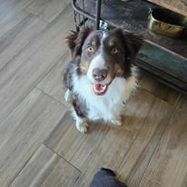 adoptable Dog in Castle Rock, CO named Milo