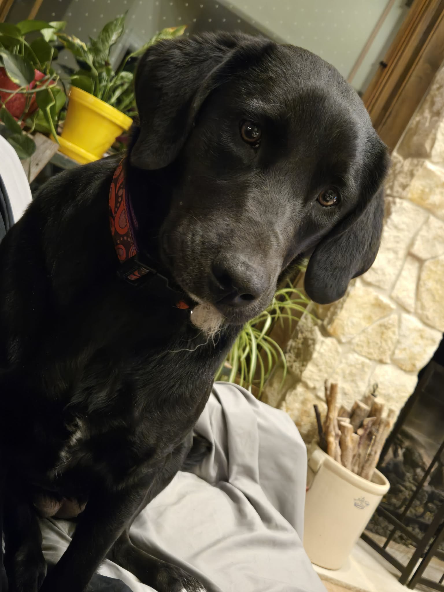 Daisy