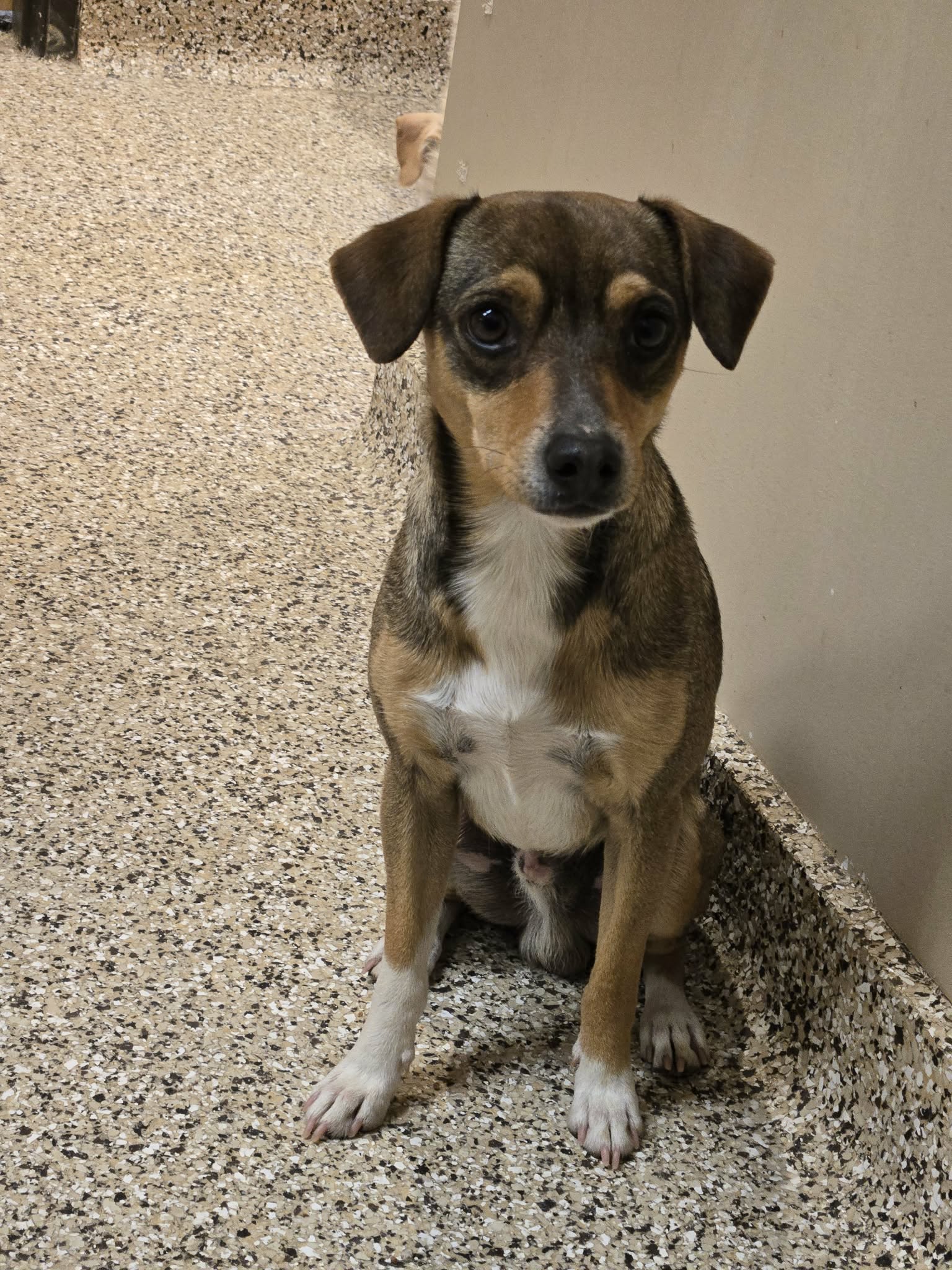 Frankie