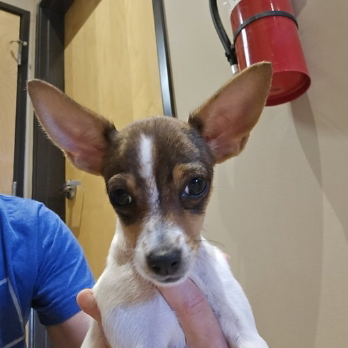 Apple Pie, an adoptable Chihuahua in Castle Rock, CO