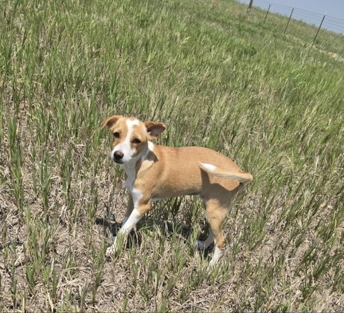 Moonshine, an adoptable Chihuahua in Castle Rock, CO