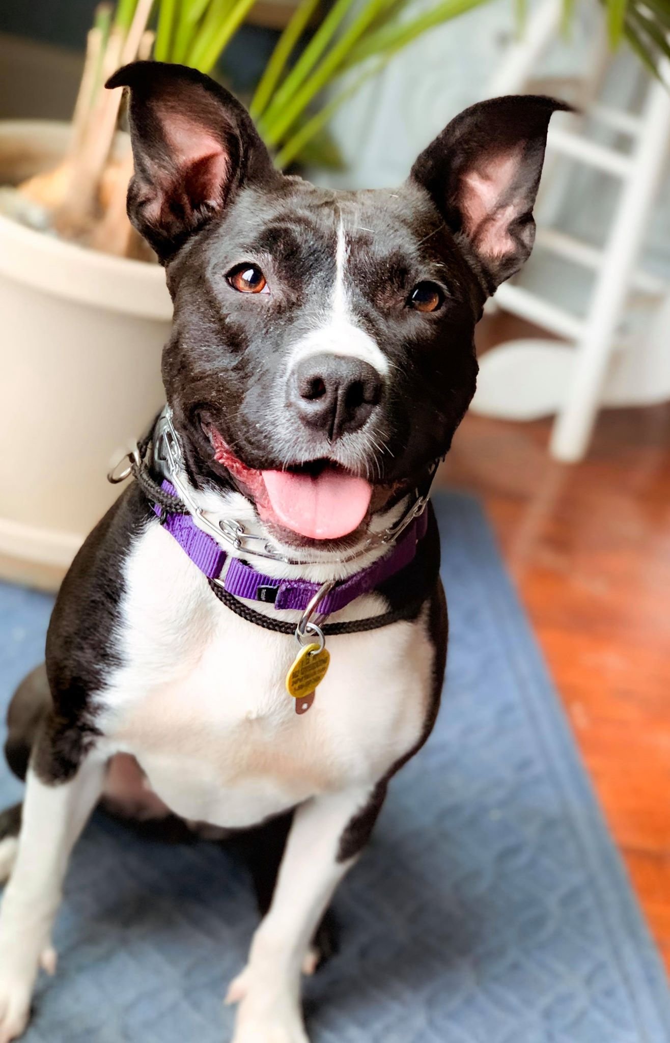 adoptable Dog in Arlington, VA named Phoebe - ADOPTED!!