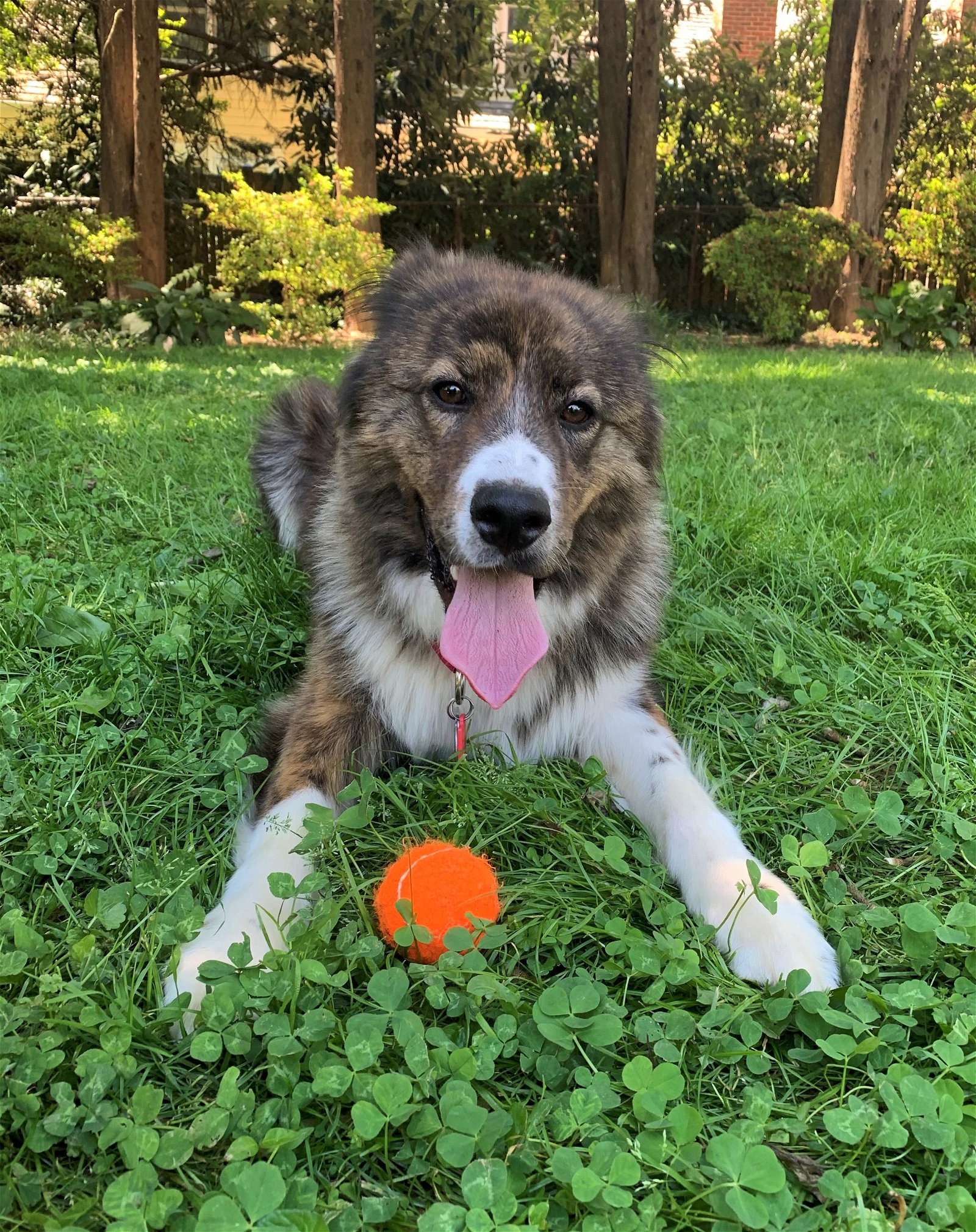 adoptable Dog in Arlington, VA named Ranger - ADOPTED!!