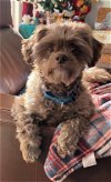 adoptable Dog in arlington, VA named Huey
