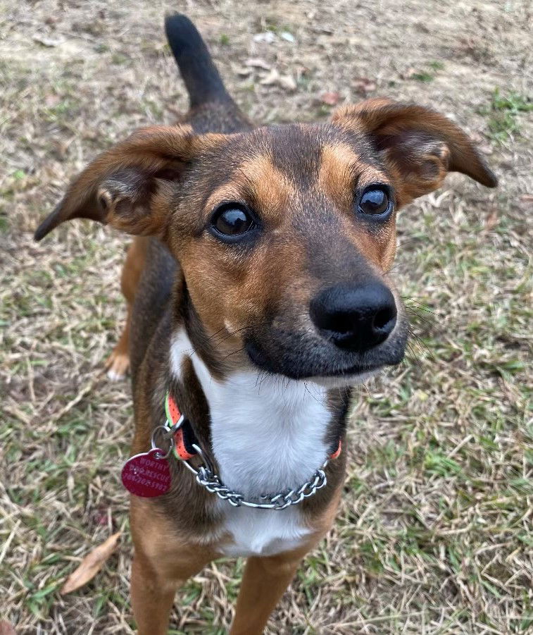 Dog for Adoption - Georgia, a Terrier in Annapolis, MD | Alpha Paw