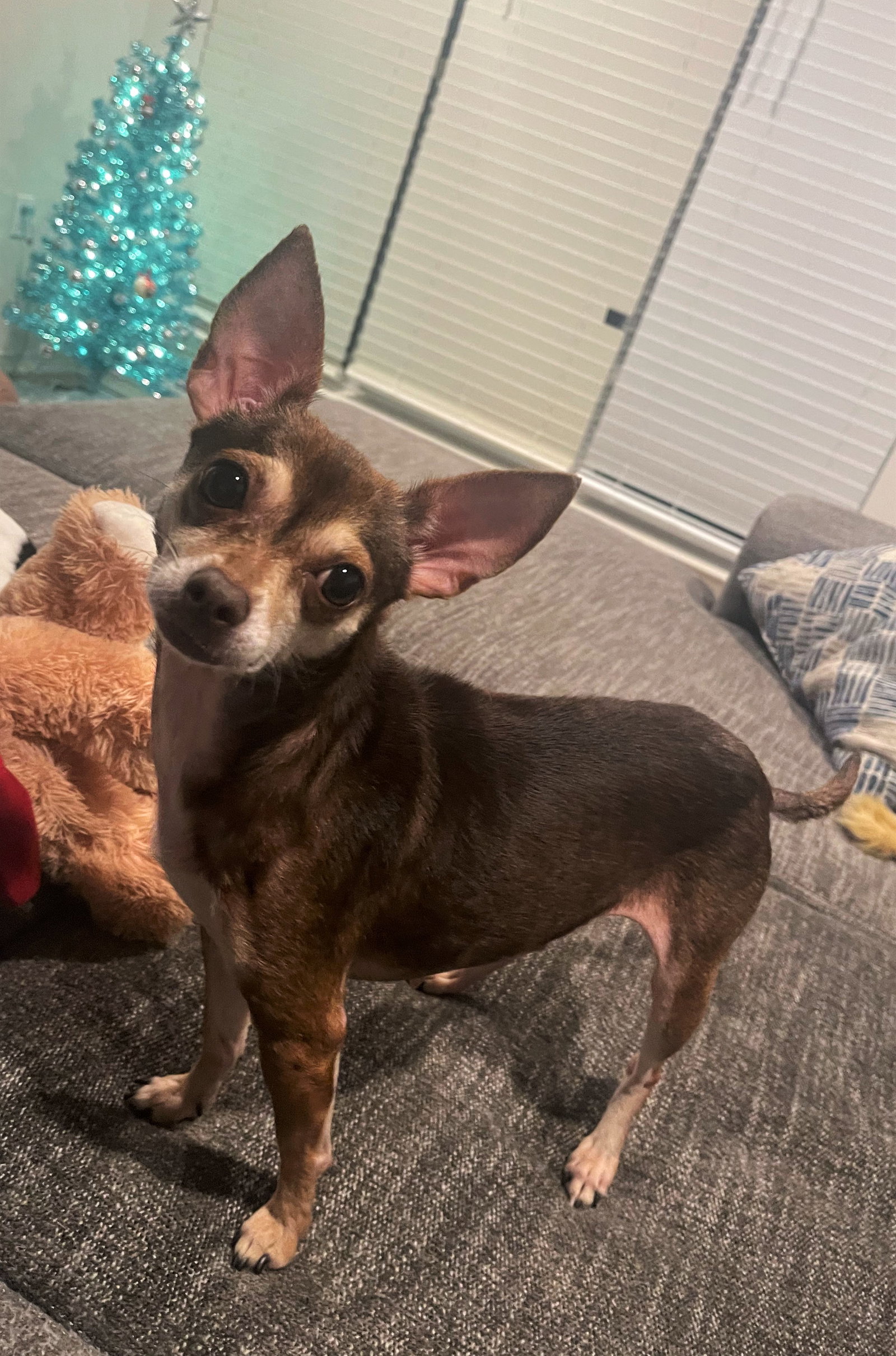 Ruby - ADOPTION PENDING!!!