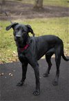 adoptable Dog in arlington, VA named Duke - ADOPTED!!!