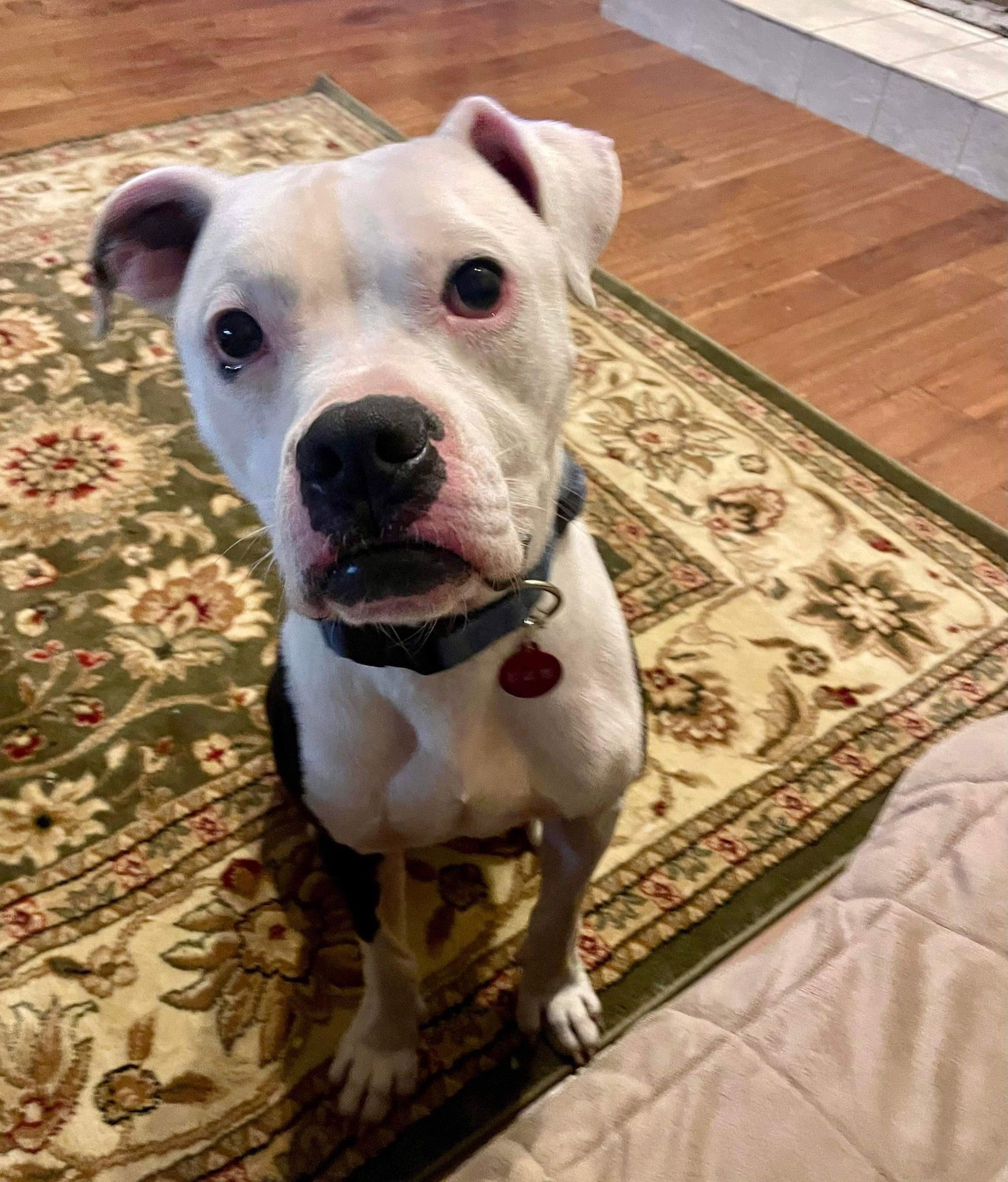 Dog for Adoption Columbo, a Boxer in Falls Church, VA Alpha Paw