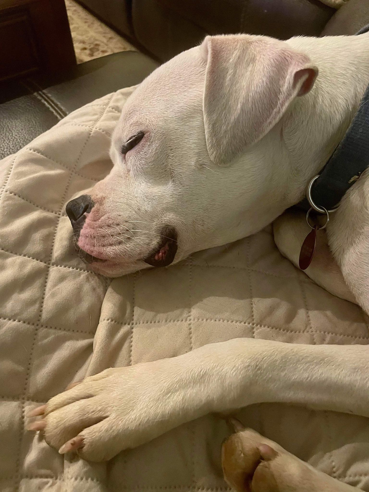 Dog for Adoption Columbo, a Boxer in Falls Church, VA Alpha Paw