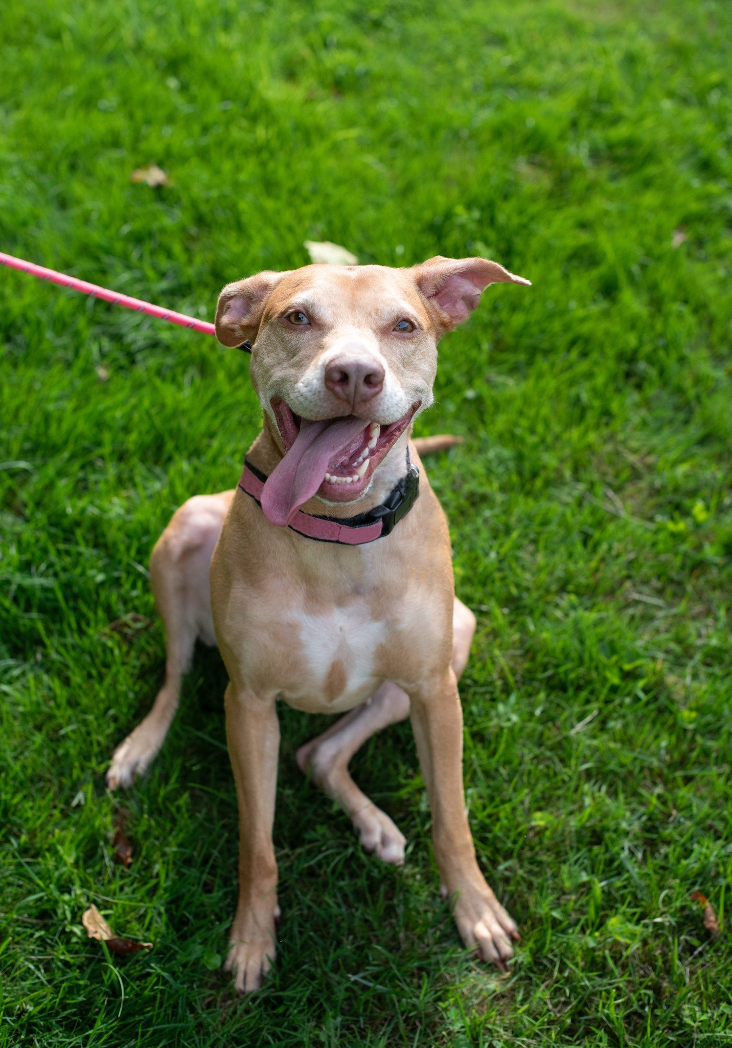 adoptable Dog in Arlington, VA named Skylar