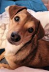adoptable Dog in arlington, VA named Carlos