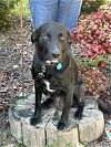 adoptable Dog in arlington, VA named Mary