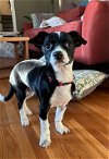 adoptable Dog in arlington, VA named Callie