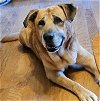 adoptable Dog in arlington, VA named Luke