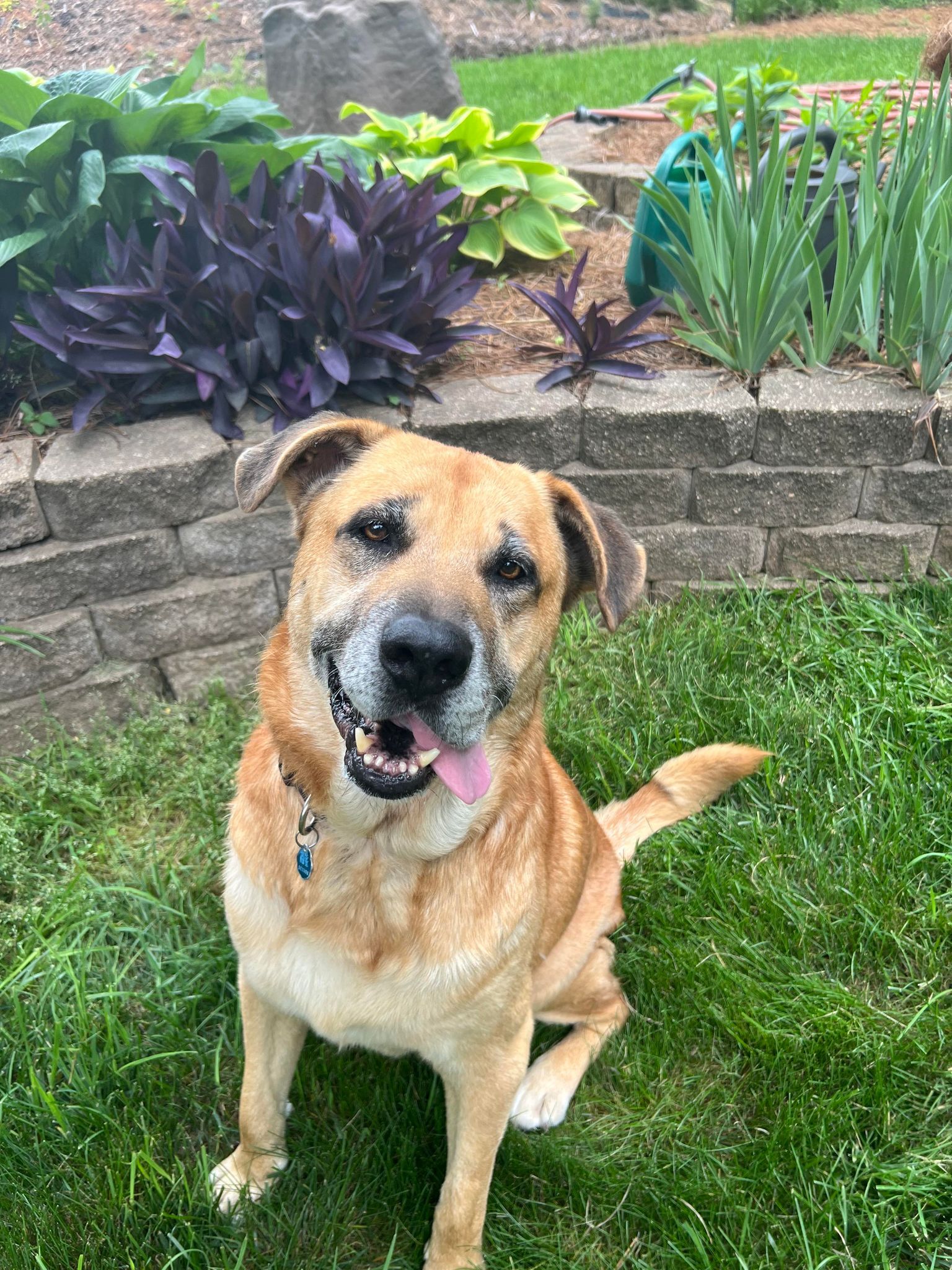 adoptable Dog in Arlington, VA named Luke