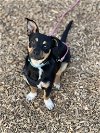 adoptable Dog in arlington, VA named Erin