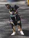 adoptable Dog in arlington, VA named Erin