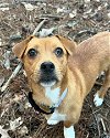 adoptable Dog in arlington, VA named Kira