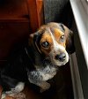 adoptable Dog in arlington, VA named Maple