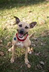 adoptable Dog in arlington, VA named Polly