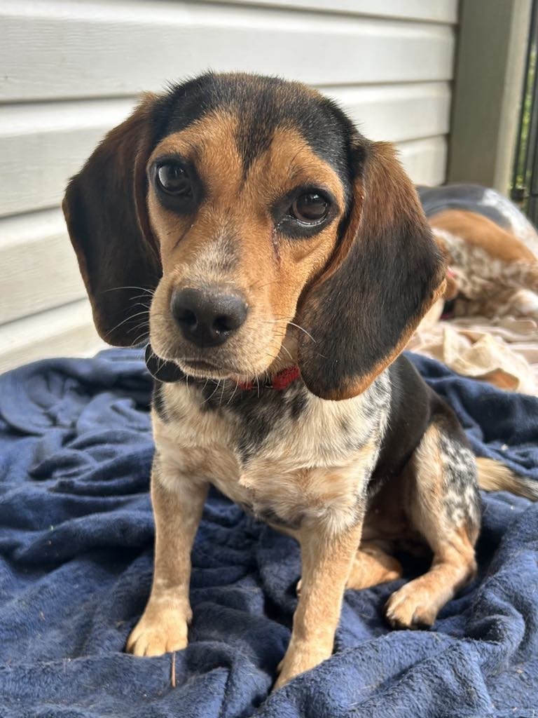 adoptable Dog in Arlington, VA named Puppi