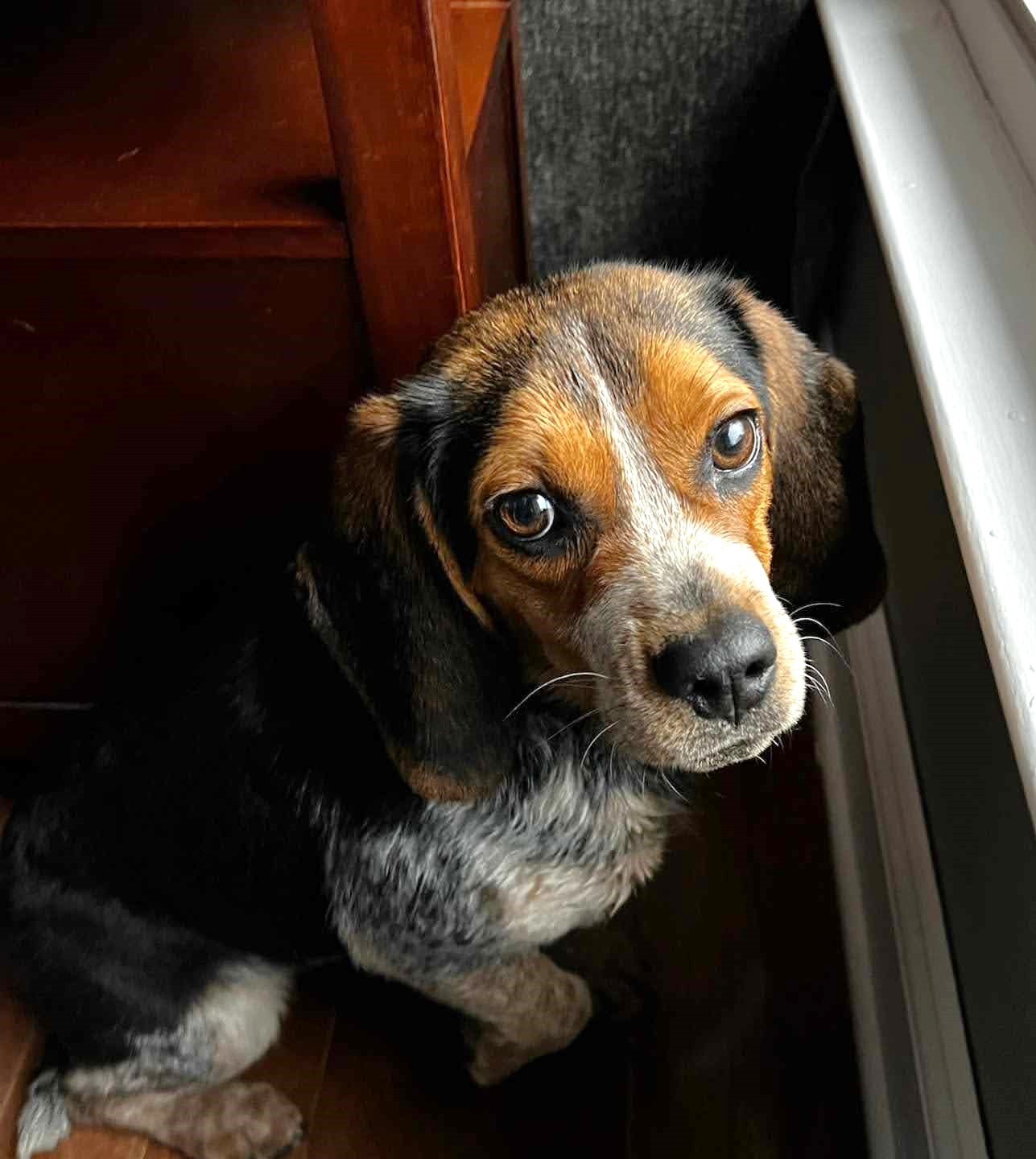 adoptable Dog in Arlington, VA named Maple