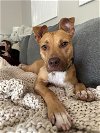adoptable Dog in arlington, VA named Rusty - ADOPTED!!