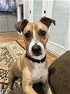 adoptable Dog in arlington, va, VA named Tanner