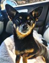 adoptable Dog in arlington, VA named Ace