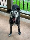 adoptable Dog in arlington, VA named Peanut