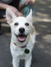 adoptable Dog in Arlington, VA named Polar Bear - ADOPTED!!