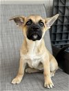 adoptable Dog in , VA named Ember