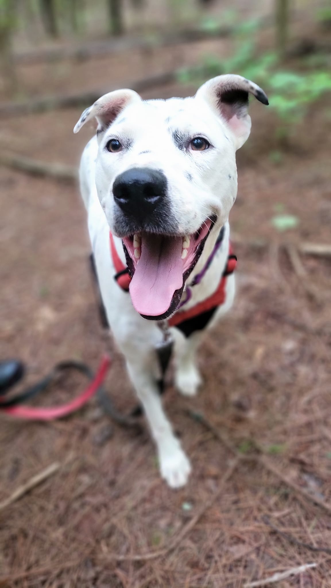 adoptable Dog in Arlington, VA named Freckles