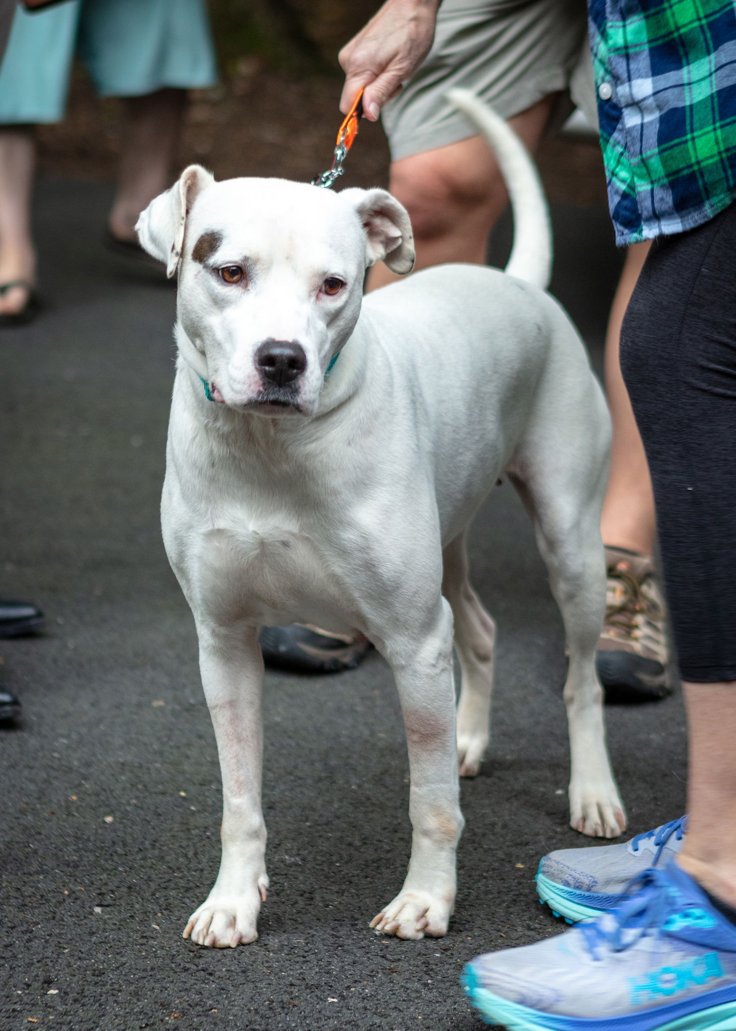 adoptable Dog in Arlington, VA named Ivy