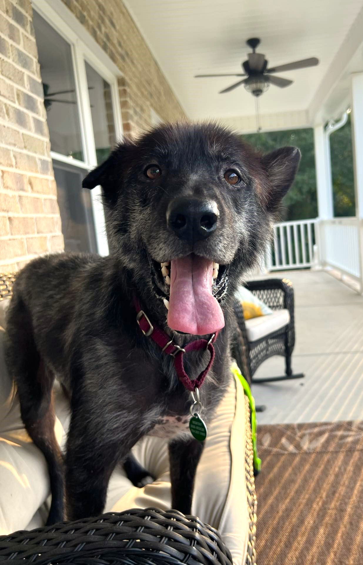 adoptable Dog in Arlington, VA named Duke